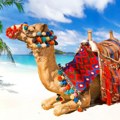 Putovanje za dvoje može biti vaše: Pronađite skrivenu Kontiki kamilu na Blicu i Kontiki vas vodi u Tunis