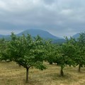 Kajsija rodila, cena pala, proizvođači opet kratkih rukava (VIDEO)