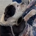 Mislili su da je njihova kuja zauvek nestala, a onda su je slučajno pronašli posle dve godine: Njihov ponovni susret rasplakao…