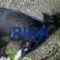 Jeziv prizor u jednom prijepoljskom dvorištu: Irfan je svoja dva psa pronašao mrtva u lišću, sumnja da su pretučeni i…