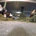 Proizvođači mleka iz Šumadije i Mačve tvrde: Iplaćene subvencije za 78.000 nepostojećih krava