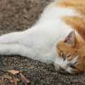 U niškom selu Berbatovo spaljene mačke: Udruženje Pit nudi novčanu nagradu za informacije o zlostavljaču