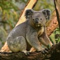 Nesrećne koale padale sa drveća za vreme seče, radnici ignorisali upozorenja (VIDEO)