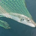U jadranskom moru ulovljena ekstremno otrovna riba! Stručnjaci upozoravaju: Ima otrov 1.200 puta jači od cijanida (foto)