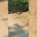 Scena koja budi jezu! Građani u panici snimili još jednu zmiju u Beogradu: Dugačka je više od metra, gmizala je preko…