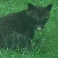 Misteriozna životinja izazvala raspravu među stručnjacima: Da li je ovo kojot, medved ili rakun?