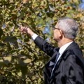Planirano povećanje proizvodnje lešnika u narednih 10 godina