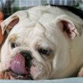 Зашто вам пас лиже стопала? Прво помирише и све му је јасно с њухом који је до 100.000 пута јачи од људског