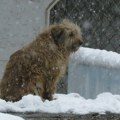 Kreni-Promeni: Kad sistem zakaže, građani ne smeju! Kako pomoći životinjama u ledenim danima