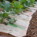 Iskusni baštovani uvek stavljaju novine u vrt, rezultat je impresivan