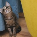 Istraživanje pokazalo šta mačkama može da produži život
