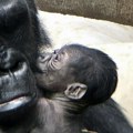 ZOO u Detroitu dobio je prvu bebu gorilu, a postoji skoro čitav vek (foto)