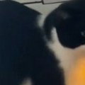 Šok snimak mačke obišao planetu Ljudi gledaju šta radi i ne veruju, deluje nemoguće ali ona je uspela! (video)