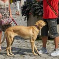 Zašto pas njuši vaše međunožje? Ovo je trenutak najmoćnijeg njuha i ne možete da ga prevarite