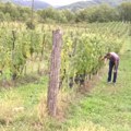 Somelijer iz sela Šarani