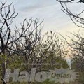 Hitno se prodaje plac pored vinarije Šapat u Starom Slankamenu: Evo koliko košta i za šta se može iskoristiti (foto)