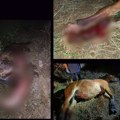 Još jedan konj stradao u Ledenoj steni, od početka godine vozilo naletelo na konje čak pet puta