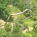 Snimak zmije iz Bosne sve ostavio u čudu: „Ljudi moji, svašta sam video, ali ovakvo nešto“ (VIDEO)