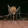Virus Zapadnog Nila manifestuje se i 14 dana od ujeda komaraca!