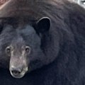 Животиње: Медведица „Хенк тенк" ухваћена у Калифорнији после више од 20 провала у куће