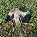 Ptičiji grip stigao u Srbiju: Apel građanima da jave ako im iznenada ždral sleti u dvorište