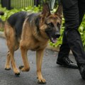 Kazne za nesavesne vlasnike pasa u Italiji preko DNK ljubimca