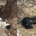 Na Ekološkoj farmi ovaca vlasnika Ivana Kostića, jedinoj u Srbiji otrovana dva rasna ovčara. Zašto?! Ko će pse da ukloni…