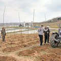 Topole i vrbe za čistije zemljište deponije u Vinči