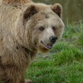 Medved u Japanu ubio jednog čoveka i teško povredio dvojicu policajaca