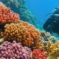 Istraživači pronašli koralni greben neoštećen globalnim zagrevanjem
