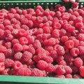 Koju cenu malinari ove sezone mogu da očekuju? Količine malina smanjene, ali kvalitet nije upitan