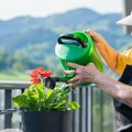 Kada je najbolje zalivati biljke tokom vrućina – ujutru ili uveče? Samo jedan način je pravi, a mnogi greše