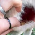 Jednom kad vidite kako zapravo izgleda unutrašnjost kengurove torbe, više nema nazad!