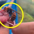 Stršljenovi ubice! Otac i sin preminuli u užasnim bolovima – tela im bila krvava od uboda!