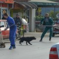 Kuršumlija izdvaja oko 2,8 miliona dinara za hvatanje pasa lutalica