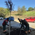 Sadnja novih stabala u Kragujevcu se nastavlja: Ozelenjavanje Bubnja i Ulice Lepenica