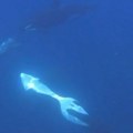 Naučnici u šoku, ovo nikada nije zabeleženo! Snimljen novi, do sada neviđeni horor u okeanu – krvoločni morski predator…
