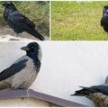 Генијалци птичијег света Занимљивости о најпаметнијим птицама Новог Сада