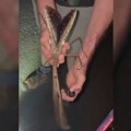 (VIDEO) Otkriven džin među insektima, teži i od gigantskog rovca