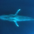 Naučnici zabrinuti - plavi kitovi misteriozno utihnuli