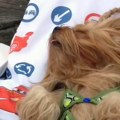 Kuca došla na plažu u hit izdanju: Ljudi umiru od smeha zbog kupaćeg od pet delova, za svaki par grudi po jedan