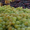 Vršac u znaku grožđa Počinje 67. Grožđebal – četiri dana vina, pesme i karnevala, ovo je kompletan program