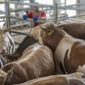Skandal u klanici Radnici tuku krave palicama, bodu noževima i zabavljaju se: Snimci obišli svet, grozota!