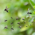 Čikungunja groznica se širi Evropom, virus prenose komarci zbog klimatskih promena