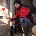 (Video) Miloš živi na padinama Fruške gore, ima 21 godinu i stado od 300 ovaca! "I školovanje sam finansirao od toga, nisam…