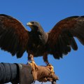 Dok teniseri spavaju, jastreb Rufus je na dužnosti - neobični čuvar Vimbldona