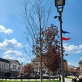Da li se sadnice javora na Trgu Radomira Putnika, plaćene gotovo 70.000 evra, sada suše?