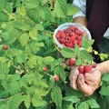 Malina za sada od 300 do 350 dinara Za 7 dana počinje berba u ariljskom kraju: "Sve je neizvesno, naročito kada se zna da je…