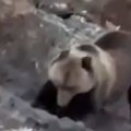 (Видео) Медвед упао на гробље и појео љдуске остатке: Камере забележиле језиву сцену: Раскопао на десетине гробова