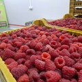 Država daje skladištarima malina subvencionisane kredite